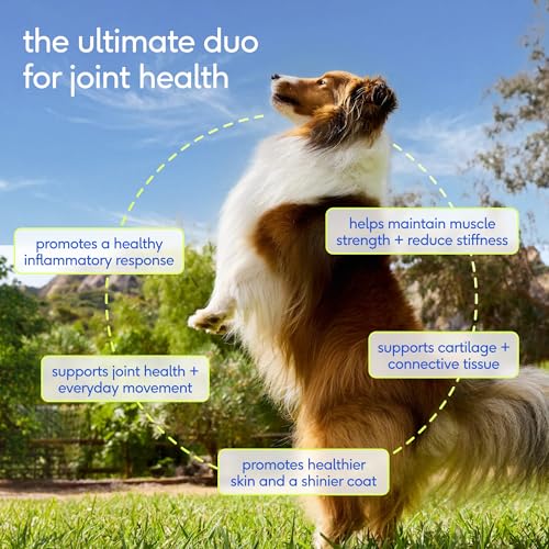 Omega 3 Fish Oil for Dogs 16Oz & Advanced Care Hip & Joint Supplement for Dogs 12.7Oz Powder for Mobility & Movement (16 Fl Oz)