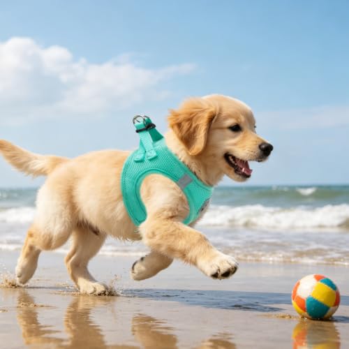 Dog Harness Collar and Leash Set No Pull for Small Medium Sized (Solid Green / S (CHEST 14.5"-16"))