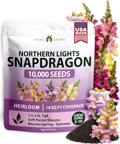 Northern Lights Snapdragon 10
