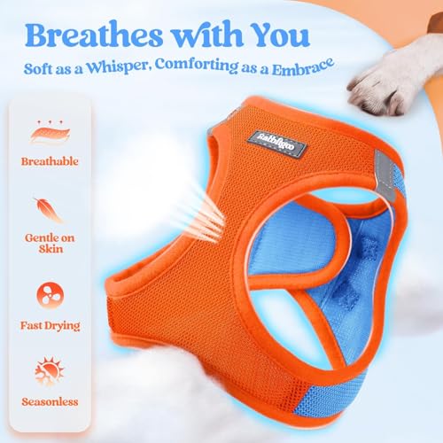 Dog Harness Small Sized and Leash Set (Blue & Orange / Xxxs (chest: 10.8 - 11.8"))
