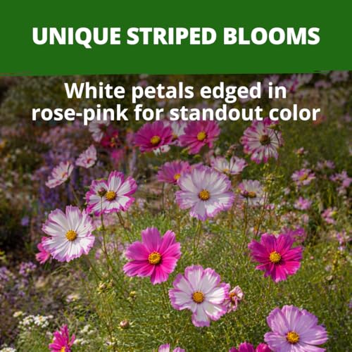 Cosmos Candystripe 600 Flower Seeds Cosmos bipinnatus