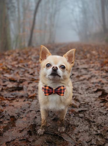 Fall Dog Collar with Bow (Fall Plaid / Medium (Pack of 1))