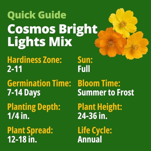 Cosmos Bright Lights Mix 5000 Flower Seeds Cosmos sulphureus