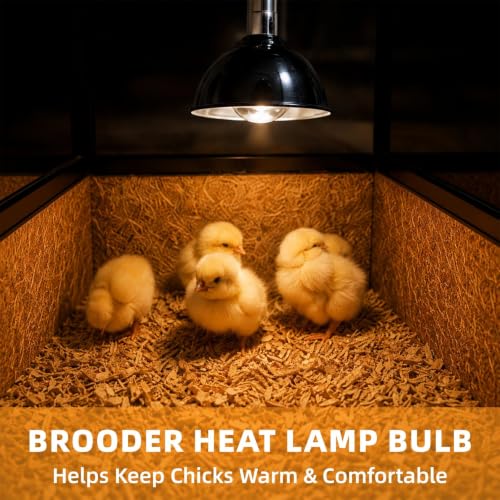 250W Clear Heat Lamp Bulbs (White / 12 Pack)