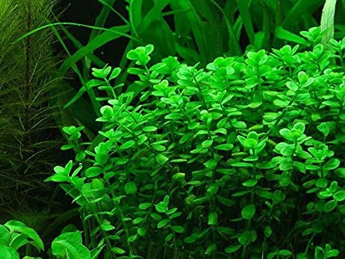 Potted Live Aquarium Plants (Moneywort)