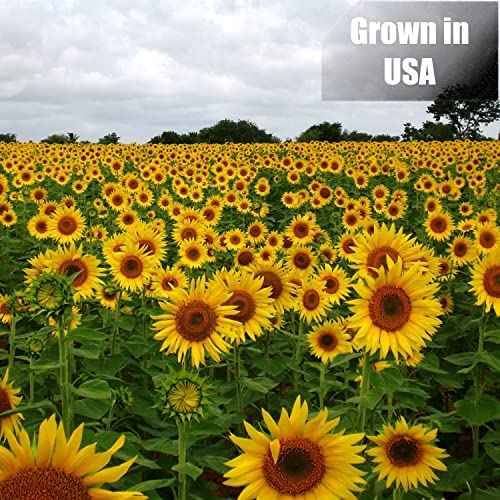 Wildlife Black Oil Sunflower Seeds for Birds and Wildlife