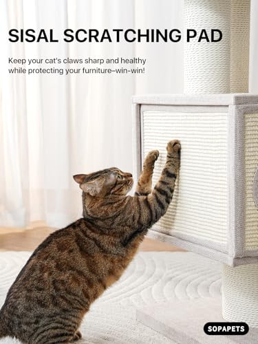 Maine Coon Cat Tree for Indoor Cats Large Adult (Beige)