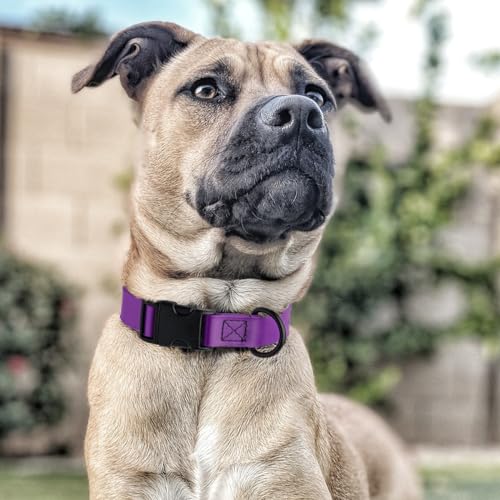 Biothane Waterproof Dog Collar with Quick Release Buckle Strong Coated Nylon Webbing with Odor (5/8"W by 10-14"L / Violet Purple)