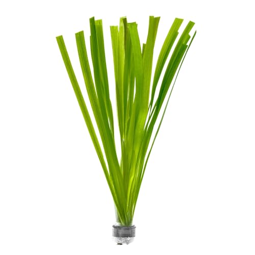 Live Plant Tall Grass (Lead Bunch - 4 Pack / Gigantea)