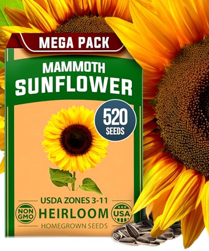 Giant Mammoth Sunflower Seeds