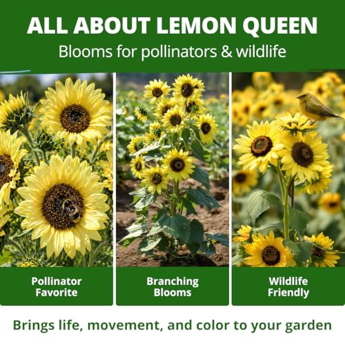 Lemon Queen Sunflower Seeds