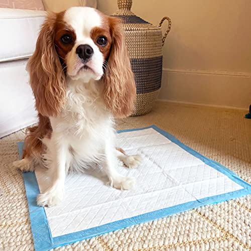 Wee Wee Odor Control Dog Pee Pads with Febreze Freshness (150 Count)