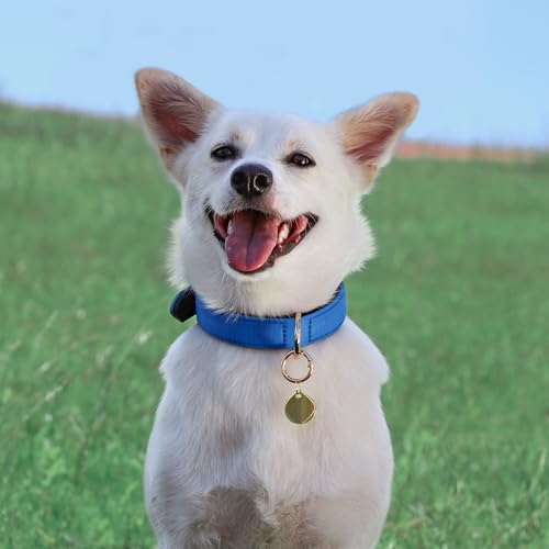 Soft Padded Dog Collars for Small Dogs (Blue / M: Fit 11-15" Neck)