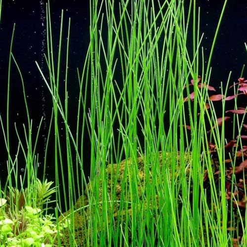 Aquarium Plants Discounts Potted Tall Hairgrass by AquaLeaf Aquatics (Potted Tall Hairgrass)