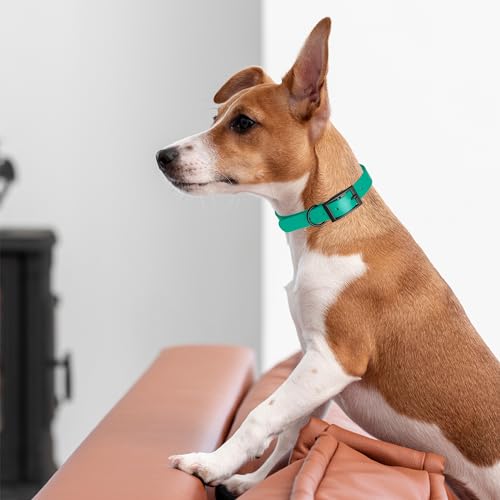 Biothane Waterproof Dog Collar Strong Coated Nylon Webbing with Black Hardware Odor