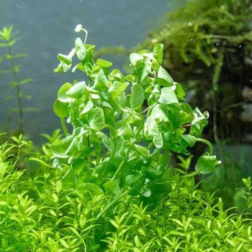 Live Aquarium Stem Plants (Lead Bunch - 1 Pack / Bacopa Australis)