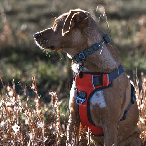 Embark No Pull Dog Harness (XL / Orange)