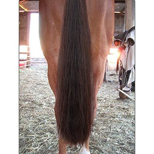 Horse Tail Extensions with Braided Horsehair Loop (1/2 LB (34"-36") / Dark Sorrel)