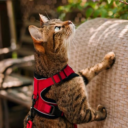 Cat Harness and Leash Set (Xxs / Red)