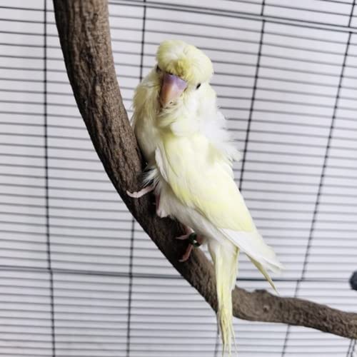 Parrot Perch Stand Bird Cage Stand Pole Natural Wild Grape Stick Grinding Paw Cage Accessories for Parakeet Cockatiels Budgies Conure Lovebirds Platform