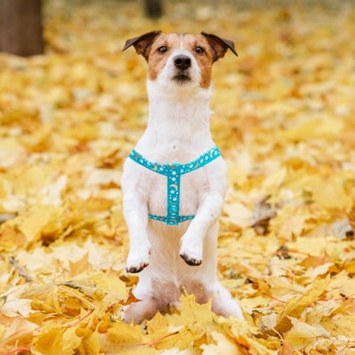 No Pull Dog Harness Small Sized Step (Light Blue Moon Star / Small)