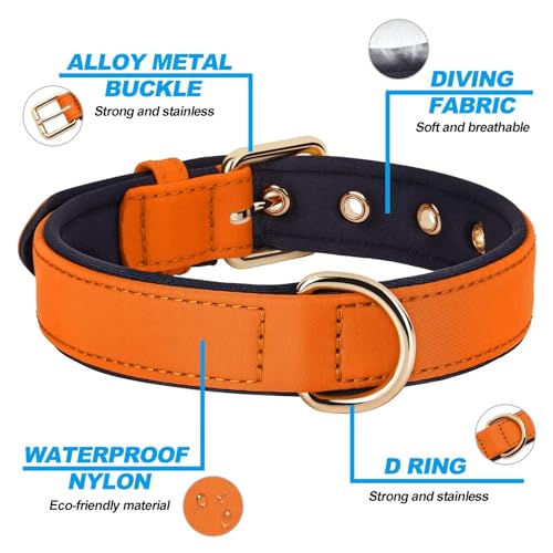 Soft Padded Dog Collars for Small Dogs (Orange / M: Fit 11-15" Neck)