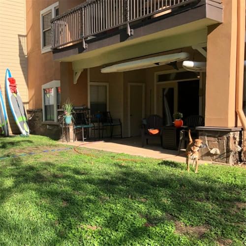 Dog Puppy Obedience Recall Training Agility Lead (Pink / 20 Feet)