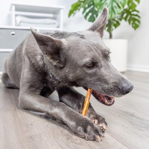 Real Salmon Collagen Bully Sticks for Dogs (5.3 Ounce (Pack of 15))