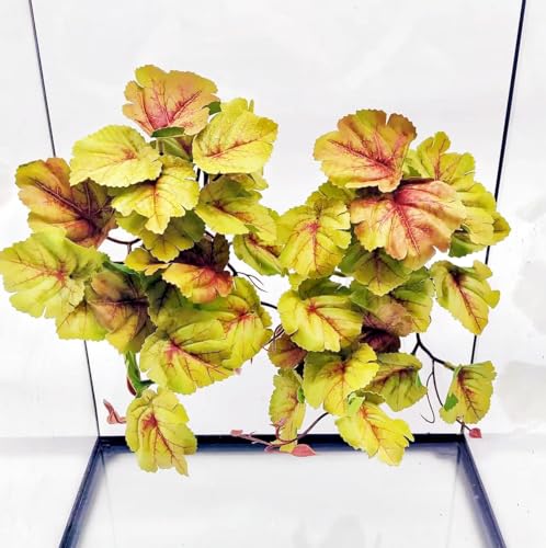 Reptile Plants for Terrarium (Heuchera Micrantha Yellow)