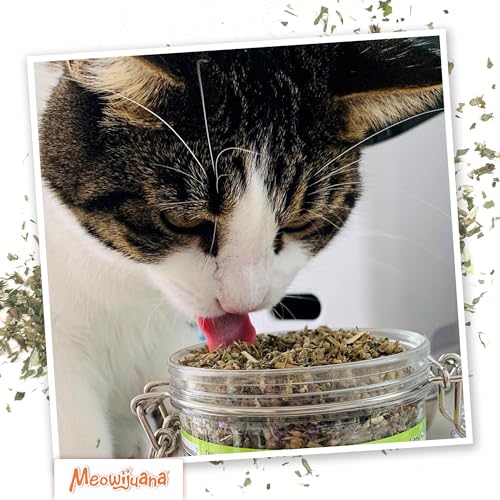 Catnibas Catnip Pawty Mix Jar