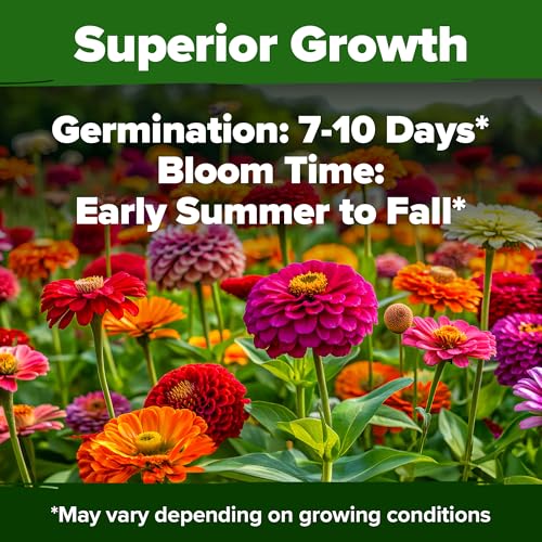 Zinnia California Giant Seeds 2 oz