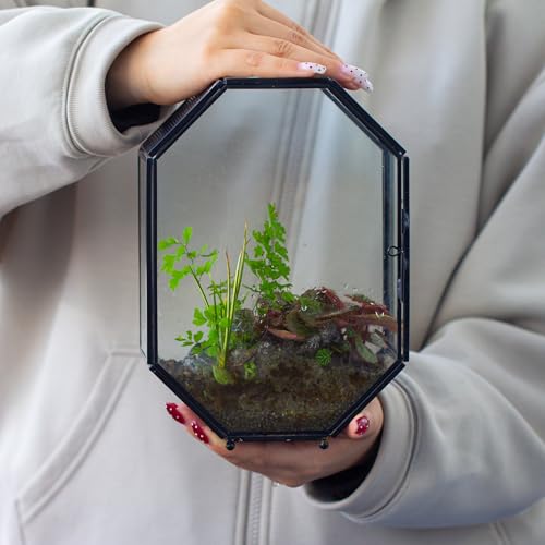 Glass Enclosure Terrarium with Mesh and Door for Spiders (6.2 x 3.1 x 8.7 inches)