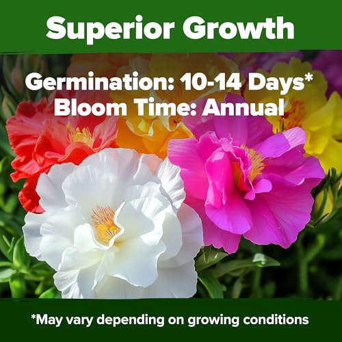 Moss Rose Portulaca Seeds