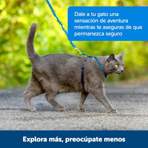 Come With Me Kitty Harness and Bungee Leash (Medium (Pack of 1) / Black)