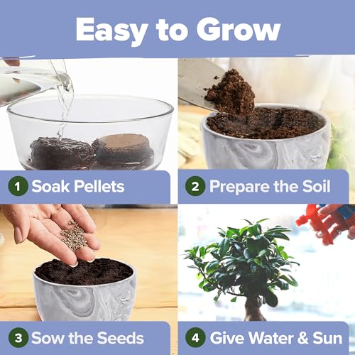 Bonsai Tree Starter Kit