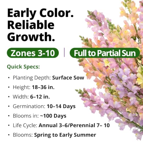 Northern Lights Snapdragon 6000 Flower Seeds Antirrhinum majus