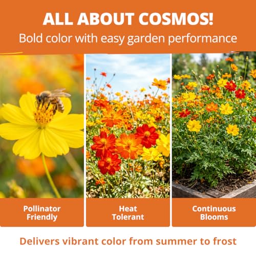 Cosmos Bright Lights Mix 2500 Flower Seeds Cosmos sulphureus