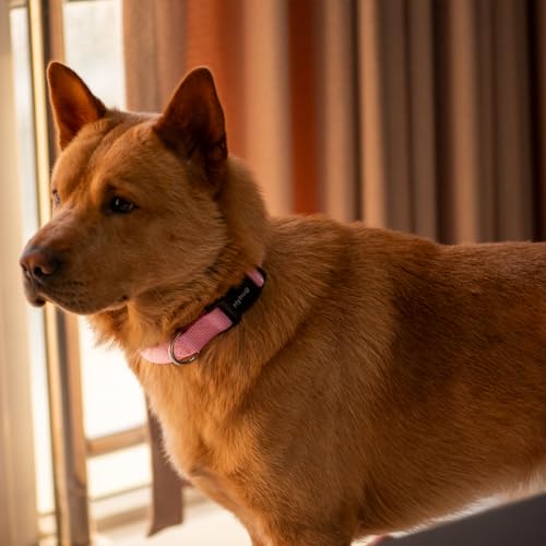 Pink Dog Collar for Large Dogs (Large / Bonbon Pink)