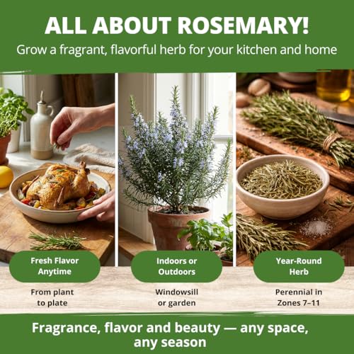 Rosemary Seeds