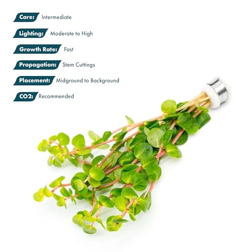 Live Aquarium Stem Plants (Lead Bunch - 1 Pack / Rotala Rotundifolia Orange Juice)