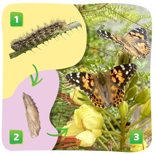 Butterfly Farm (Butterfly Farm)