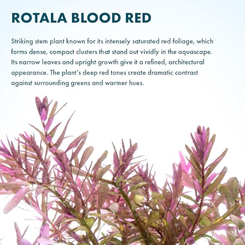 Live Aquarium Red Stem Plants (Lead Bunch - 1 Pack / Rotala Blood Red)