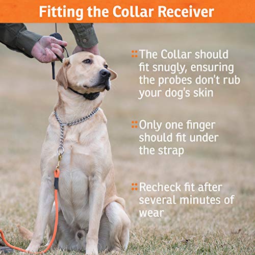Rechargeable In (1 Dog System)