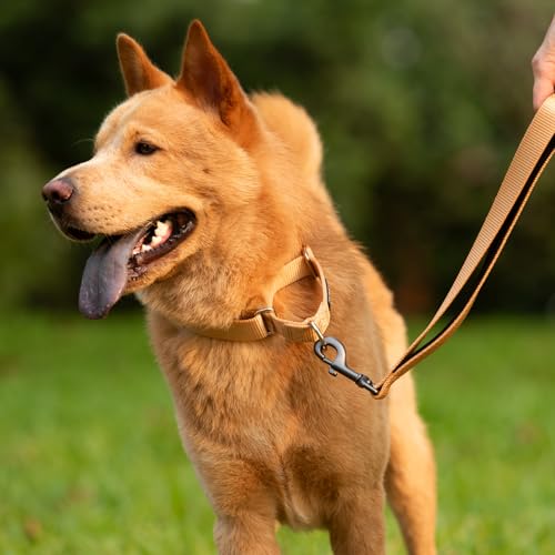 Martingale Collar for Dogs (XL / Clay)
