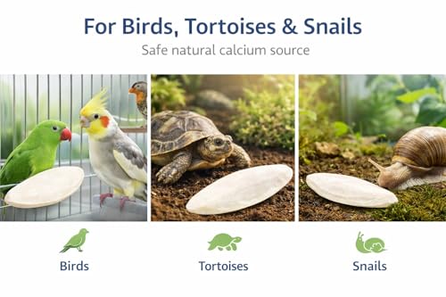 5.5 6″ Cuttlebones for Birds (12 Count (Pack of 1))