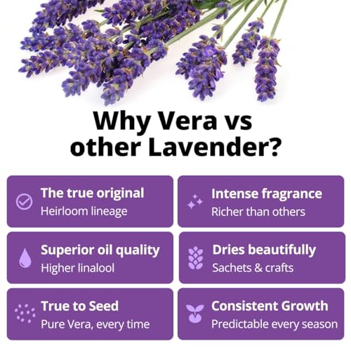English Lavender Seeds