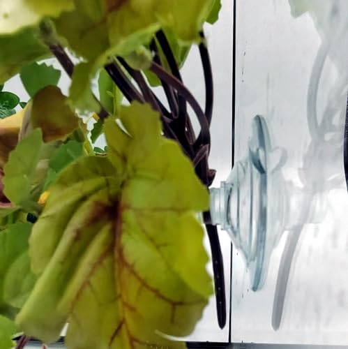 Reptile Plants for Terrarium (Heuchera Micrantha Yellow)