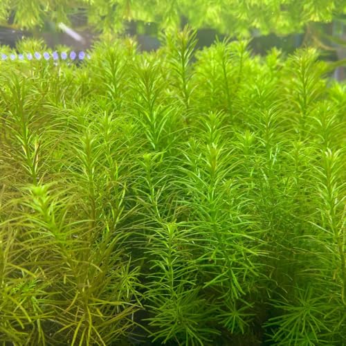 Live Aquarium Stem Plants (Lead Bunch / Rotala Nanjenshan)