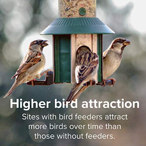 Nature's Choice Wild Bird Seed (8 Pound (Pack of 1))