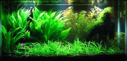 Potted Live Aquarium Plants (Amazon Sword)